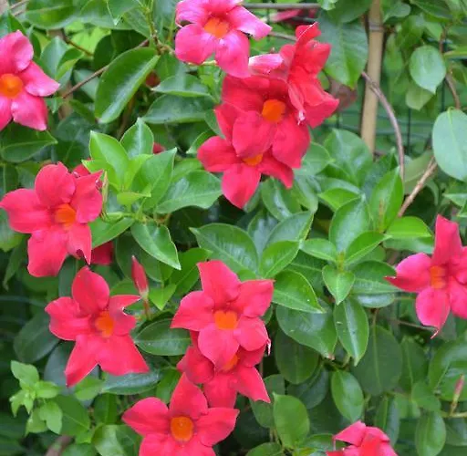 鲁斯迪卡公寓 * 波尔托罗